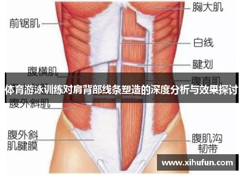 体育游泳训练对肩背部线条塑造的深度分析与效果探讨
